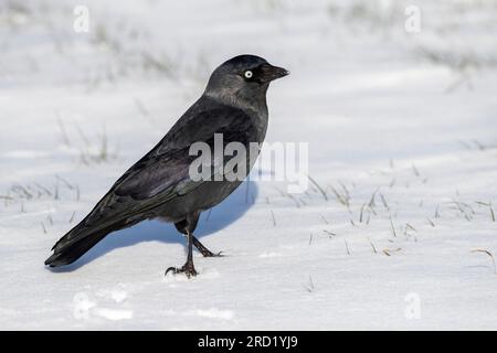 Western Jackdaw (Coloeus monedula spermologus) during winter in Katwijk, Netherlands. Stock Photo