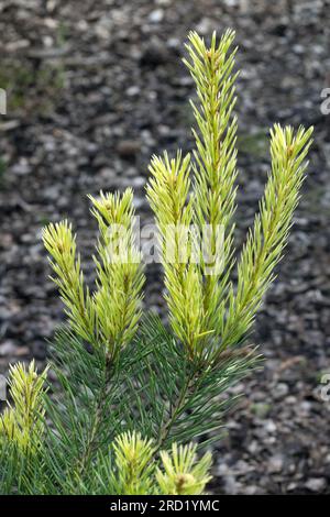 Scots Pine, Pinus sylvestris 'Brentmoor Blonde', Yellow, Needles on pine branch Pinus sylvestris branch Stock Photo