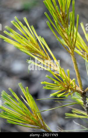 Pinus strobus Bennett OD Eastern White Pine Branch Stock Photo