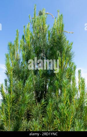 Weymouth Pine, Tree, Pinus strobus 'Fastigiata Devine' Stock Photo
