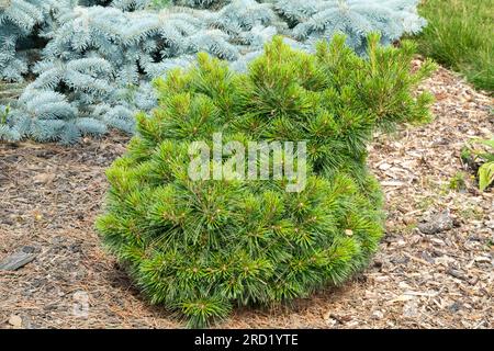 Tree, Dwarf, Pinus strobus 'Ontario' Garden, Pine Stock Photo