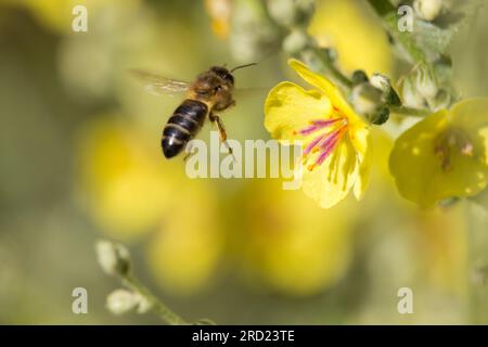 Apis mellifera flying towards yellow flower of Verbascum plant to feed on nectar while pollinating the plant. Stock Photo