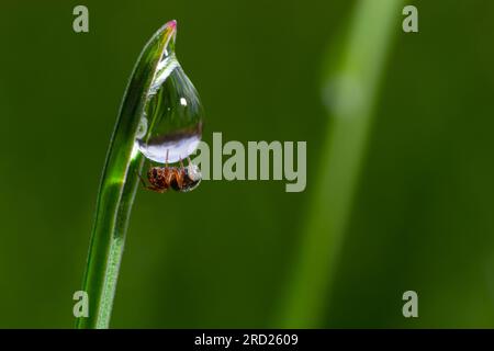 spider sits on green grass in dew drops. small black spider on the grass after rain, close-up. blurred green background, place for text. Stock Photo