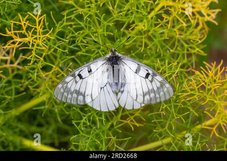 white butterfly in the grass, Clouded Apollo, Parnassius mnemosyne Stock Photo