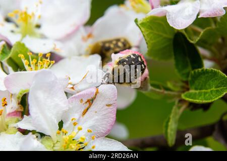 Pests of the orchard. Epicometis hirta eats an apple flower. Spring garden agriculture. Stock Photo