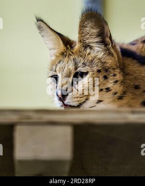 ALMERE - A serval in quarantine at the Aap Foundation, where pets are taken care of that have run into problems with private individuals. Animal welfare organizations are pleased with the tightened list of animals that can be kept as pets. The serval, hedgehog, chinchilla and the Russian dwarf hamster, among others, will be banned in the living room from 2024. ANP REMKO DE WAAL netherlands out - belgium out Stock Photo