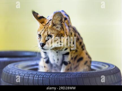 ALMERE - A serval in quarantine at the Aap Foundation, where pets are taken care of that have run into problems with private individuals. Animal welfare organizations are pleased with the tightened list of animals that can be kept as pets. The serval, hedgehog, chinchilla and the Russian dwarf hamster, among others, will be banned in the living room from 2024. ANP REMKO DE WAAL netherlands out - belgium out Stock Photo