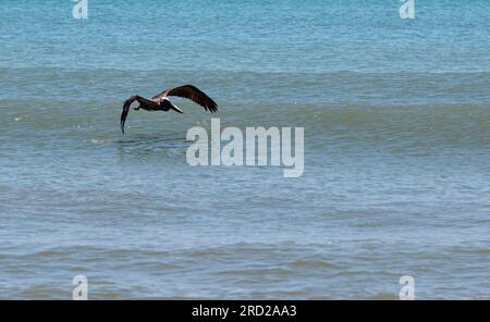 Side view of a brown pelican bird flying close to the Atlantic Ocean in Cocoa Beach Florida. Stock Photo