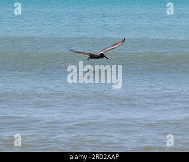 One pelican bird gliding over the Atlantic Ocean looking for its next meal in Cocoa Beach Florida. Stock Photo