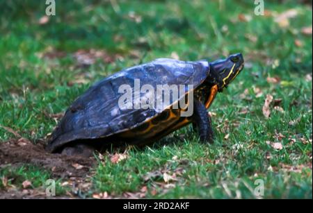 Side view of a snapping turtle laying eggs in the dirt at a park on Long Island New York. Stock Photo