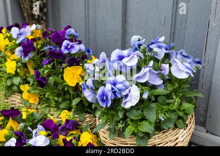 Viola tricolor, potted colorful decorative  flowers. Close-up photo with selective soft focus Stock Photo