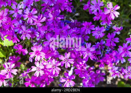 Bright pink flowers, natural background. Phlox subulata in bloom. Close up photo with selective focus Stock Photo