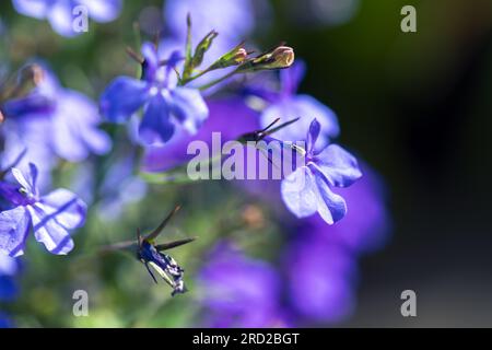 Blue flowers of Lobelia erinus, it is a species of flowering plant in the bellflower family Campanulaceae, native to southern Africa Stock Photo