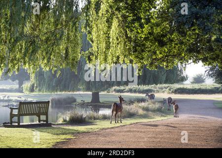 Deer walking by pond on a bright early summer morning at Bushy Park in Surrey UK Stock Photo