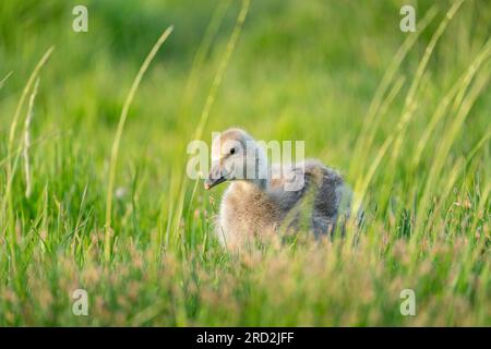 greylag goose (Anser anser) baby goose Stock Photo