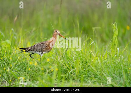 black-tailed godwit (Limosa limosa) Stock Photo