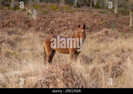 A single brown horse standing in amongst bracken and tall grass in winter in the new forest looking into the camera Stock Photo