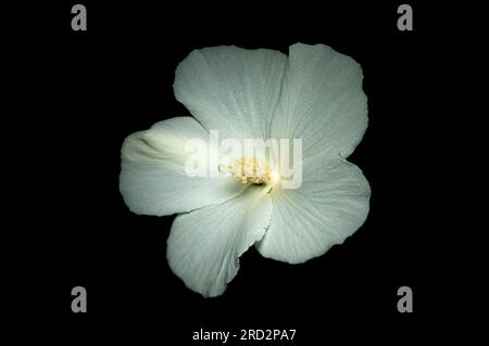 Beautiful Rose of Sharon flower also known as Hibiscus syriacus Diana Rose isolated on black background. Stock Photo