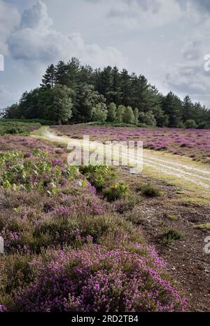 Open forest scene with flowering purple heather in the foreground, a footpath crossing the scene and a pine tree woodland in the background Stock Photo