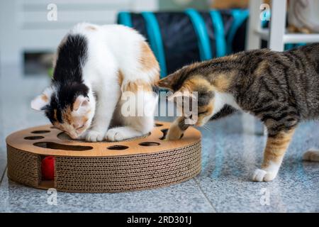 Two young little cats playing together with a toy. Scratching cardboard ball game. Stock Photo