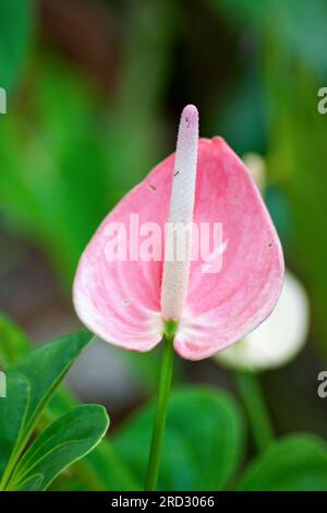 Anthurium,the largest genus of the arum family, Araceae.General common names  include anthurium, tailflower, flamingo flower, and laceleaf Stock Photo -  Alamy
