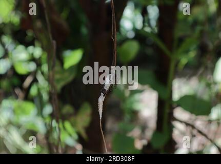 A two striped jumping spider (Telamonia dimidiata) on a hanging vine stem, the spider protecting its eggs which was laid on the stem surface Stock Photo