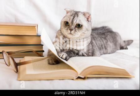 Cute cat plays with glasses and open books close up Stock Photo