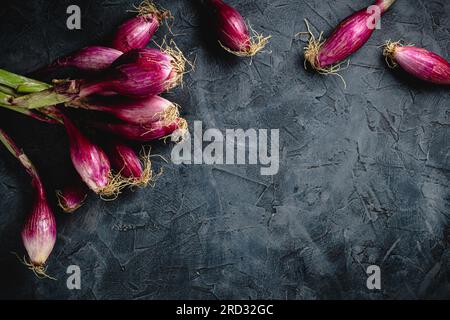 Sprouted onions grown at home on a dark background with a copy space for the text top view. Raw food, eco-friendly product. Stock Photo
