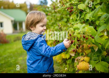 Cute toddler boy picking fresh berries on organic raspberry farm on warm autumn day. Harvesting fresh berries on fall day. Child harvesting in a garde Stock Photo