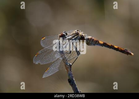 Spotted Darter (Marshland Darter)(Sympetrum depressiusculum), female Stock Photo