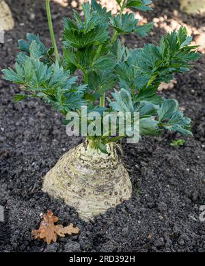 Celeriac 'PRINZ' in a kitchen garden Celeriac (Apium graveolens rapaceum) root vegetable growing in an autumnal sunlit kitchen garden Stock Photo