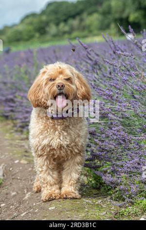 cockapoo dog standing in lavenrer Stock Photo