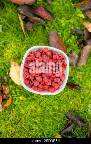 Fresh ripe raspberries under raspberry bush on late autumn day. Harvesting fresh organic berries in a garden. Stock Photo