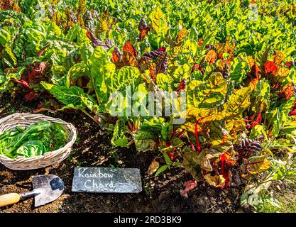 Rainbow Chard growing profusely and being selectively picked in a restaurant Kitchen Garden with rustic slate name label, trowel and wicker harvest basket Stock Photo