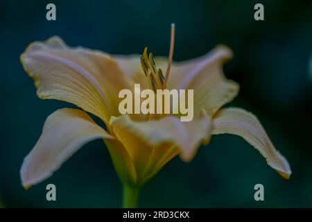 Lush,colorful vivid yellowday lily flower close up Stock Photo