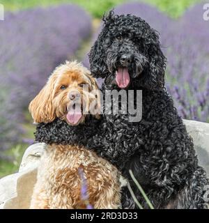 cockapoo dogs best friends Stock Photo