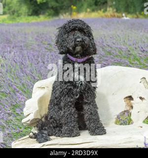 cockapoo sitting on a chair in a lavender garden Stock Photo