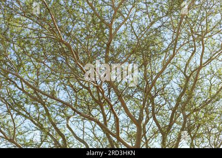 Acacia, known commonly as mimosa, acacia, thorn tree or wattle. Stock Photo
