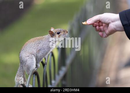 Close up of a grey squirrel eating from a persons hand Stock Photo