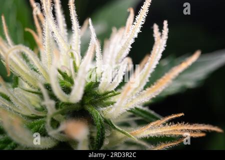 Closeup of flowering cannabis indica sativa female bud. Trichomes and hairs of marijuana bud flower. Medical cannabis growing. Macro shot Stock Photo