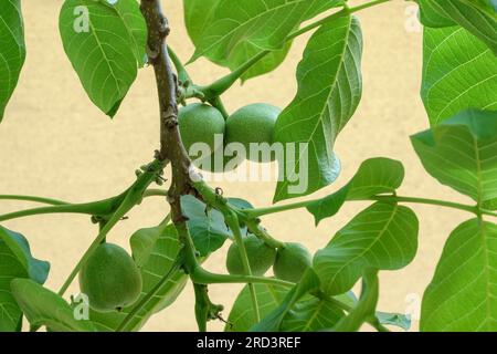 Flora of Kefalonia, Greece, close up of a walnut tree in springtime with young unripe fruit Stock Photo