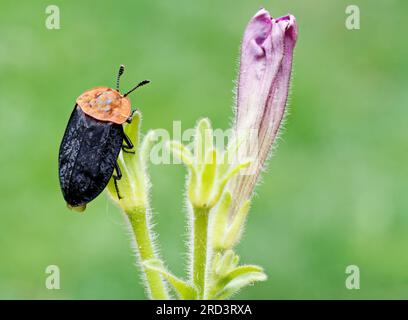 Red breasted carrion beetle on green background Stock Photo