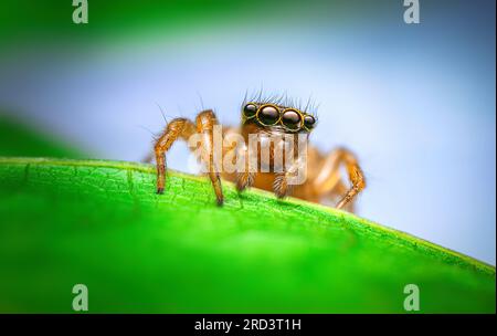 Jumping spider macro closeup on a green leaf Stock Photo