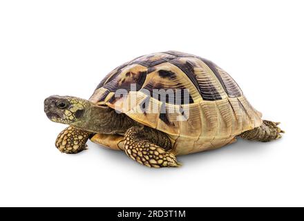Turtle isolated on a white background with Clipping path Stock Photo