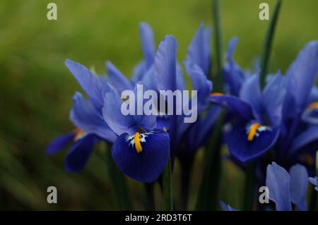 Blue iris flowers on the field Stock Photo