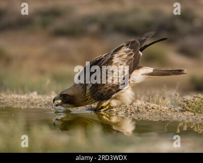 Booted eagle, Hieraaetus pennatus, single bird by water, Spain, July 2023 Stock Photo