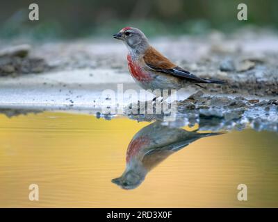 Linnet, Linaria cannabina, single male by water, Spain, July 2023 Stock Photo