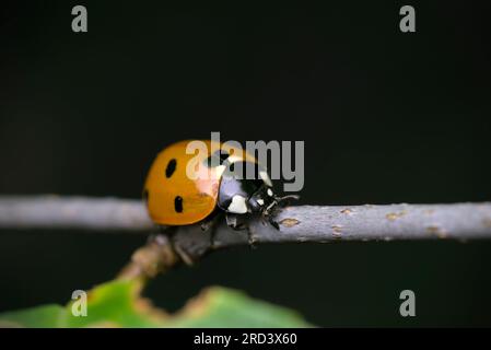 Single seven-spotted ladybug (Coccinella septempunctata) on a branch, macro photography, insects, biodiversity, nature Stock Photo
