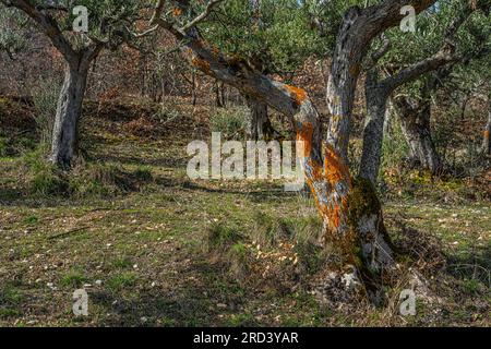 Grove of olive trees with trunks covered with yellow lichens and green moss. Abruzzo, Italy, Europe Stock Photo