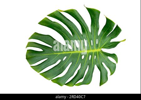 Monstera leaves leaves with Isolate on white background Leaves on white Stock Photo